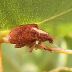 Gonipterus scutellatus at Bruce Ridge - 20 Mar 2024 01:13 PM