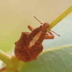 Gonipterus scutellatus at Bruce Ridge - 20 Mar 2024