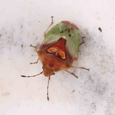 Acanthosomatidae (family) (Unidentified Acanthosomatid shield bug) at O'Connor, ACT - 20 Mar 2024 by ConBoekel