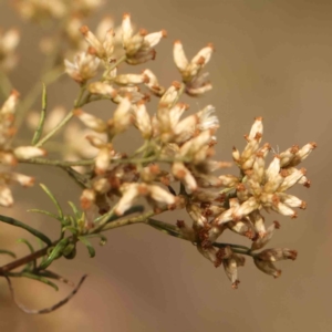 Cassinia quinquefaria at Bruce Ridge - 20 Mar 2024