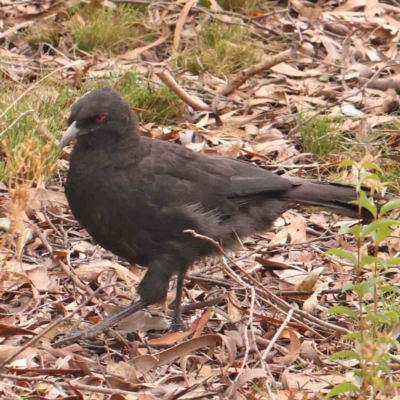 Corcorax melanorhamphos (White-winged Chough) at Bruce Ridge - 20 Mar 2024 by ConBoekel