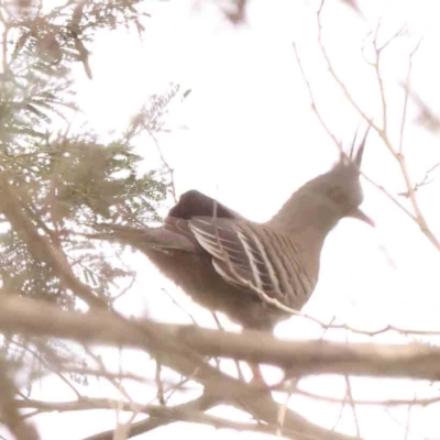 Ocyphaps lophotes (Crested Pigeon) at O'Connor, ACT - 20 Mar 2024 by ConBoekel