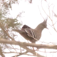 Ocyphaps lophotes (Crested Pigeon) at O'Connor, ACT - 20 Mar 2024 by ConBoekel