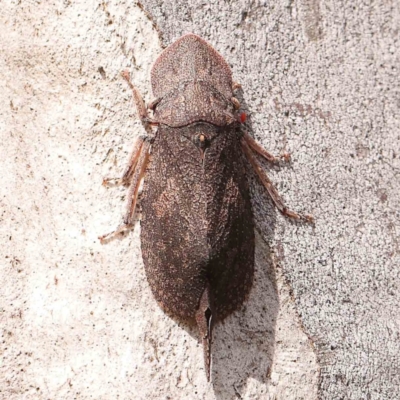 Ledromorpha planirostris (A leafhopper) at Bruce Ridge - 20 Mar 2024 by ConBoekel