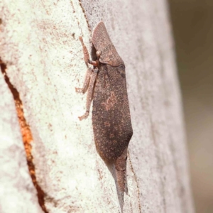 Ledromorpha planirostris at Bruce Ridge - 20 Mar 2024