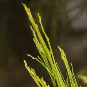 Exocarpos cupressiformis at Bruce Ridge - 20 Mar 2024