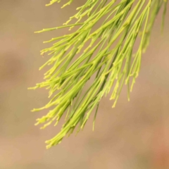 Exocarpos cupressiformis at Bruce Ridge - 20 Mar 2024 01:48 PM