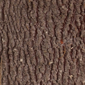 Exocarpos cupressiformis at Bruce Ridge - 20 Mar 2024 01:48 PM