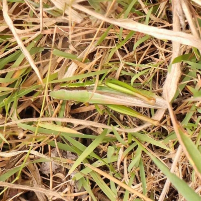 Bermius brachycerus (A grasshopper) at Bruce Ridge - 20 Mar 2024 by ConBoekel