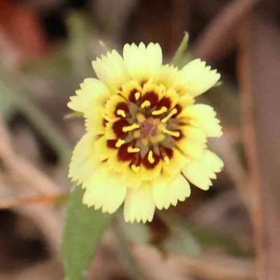 Tolpis barbata (Yellow Hawkweed) at O'Connor, ACT - 20 Mar 2024 by ConBoekel