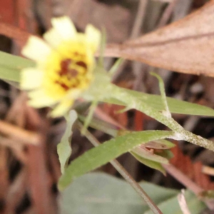 Tolpis barbata at Bruce Ridge - 20 Mar 2024 01:56 PM