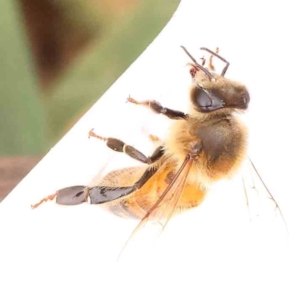 Apis mellifera at Bruce Ridge - 20 Mar 2024