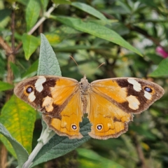 Heteronympha merope (Common Brown Butterfly) at Braidwood, NSW - 22 Mar 2024 by MatthewFrawley