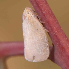 Anzora unicolor (Grey Planthopper) at Bruce Ridge - 20 Mar 2024 by ConBoekel