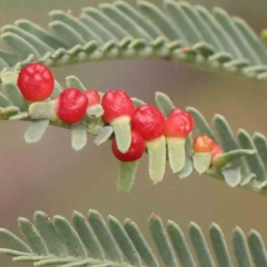 Austroacacidiplosis botrycephalae (A Gall Midge) at O'Connor, ACT - 20 Mar 2024 by ConBoekel