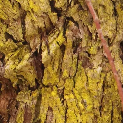 Chrysothrix sp. (genus) (A gold dust lichen) at Bruce Ridge - 20 Mar 2024 by ConBoekel