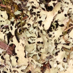 Unverified Lichen at Bruce Ridge - 20 Mar 2024 by ConBoekel