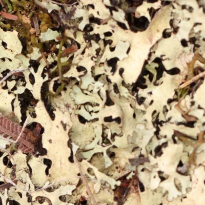Unverified Lichen at Bruce Ridge - 20 Mar 2024 by ConBoekel