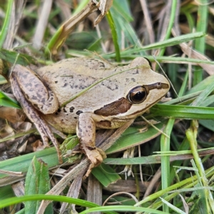 Litoria verreauxii verreauxii at QPRC LGA - 22 Mar 2024