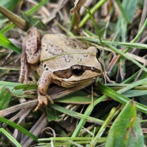 Litoria verreauxii verreauxii at QPRC LGA - 22 Mar 2024