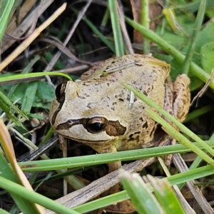 Litoria verreauxii verreauxii at QPRC LGA - 22 Mar 2024