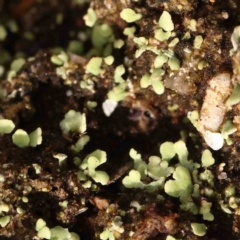 Unidentified Moss, Liverwort or Hornwort at O'Connor, ACT - 20 Mar 2024 by ConBoekel