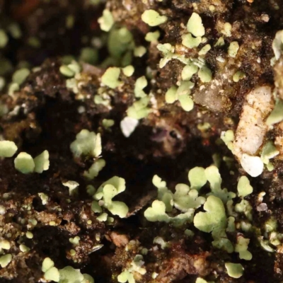 Unidentified Moss, Liverwort or Hornwort at Bruce Ridge - 20 Mar 2024 by ConBoekel