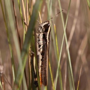 Macrotona australis at Bruce Ridge - 20 Mar 2024 02:23 PM