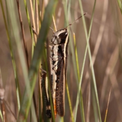 Macrotona australis (Common Macrotona Grasshopper) at O'Connor, ACT - 20 Mar 2024 by ConBoekel