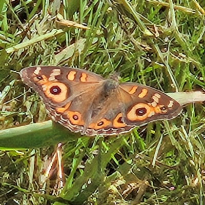 Junonia villida (Meadow Argus) at Braidwood, NSW - 22 Mar 2024 by MatthewFrawley