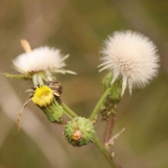 Sonchus asper (Prickly Sowthistle) at O'Connor, ACT - 20 Mar 2024 by ConBoekel