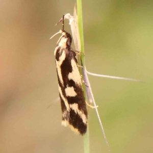 Epithymema incomposita at Bruce Ridge - 20 Mar 2024 02:34 PM