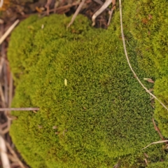 Unverified Moss, Liverwort or Hornwort at Bruce Ridge - 20 Mar 2024 by ConBoekel