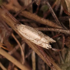 Vacuana vacuana (A Tortricid moth (Tortricinae)) at O'Connor, ACT - 20 Mar 2024 by ConBoekel