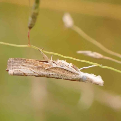 Culladia cuneiferellus (Crambinae moth) at Bruce Ridge - 20 Mar 2024 by ConBoekel