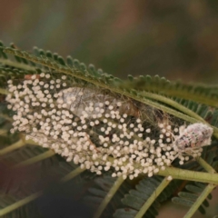 Anestia (genus) at Bruce Ridge - 20 Mar 2024