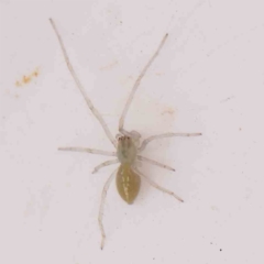 Cheiracanthium sp. (genus) (Unidentified Slender Sac Spider) at O'Connor, ACT - 20 Mar 2024 by ConBoekel