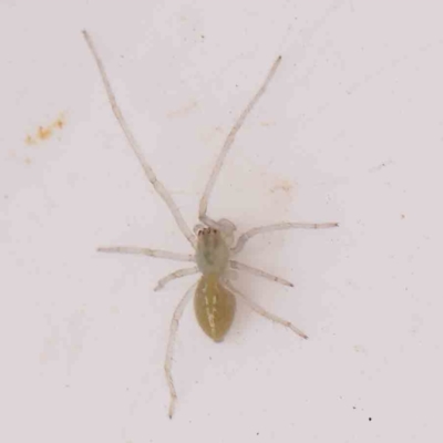 Cheiracanthium sp. (genus) (Unidentified Slender Sac Spider) at O'Connor, ACT - 20 Mar 2024 by ConBoekel