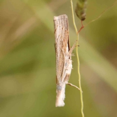 Culladia cuneiferellus (Crambinae moth) at O'Connor, ACT - 20 Mar 2024 by ConBoekel