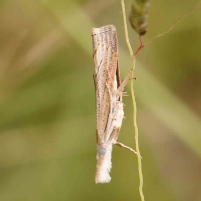 Culladia cuneiferellus (Crambinae moth) at Bruce Ridge - 20 Mar 2024 by ConBoekel