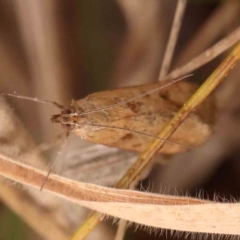 Achyra (genus) (Unidentified Achyra) at O'Connor, ACT - 20 Mar 2024 by ConBoekel