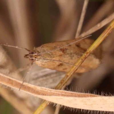 Achyra (genus) (Unidentified Achyra) at Bruce Ridge - 20 Mar 2024 by ConBoekel