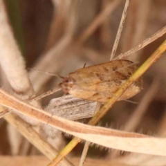 Achyra (genus) at Bruce Ridge - 20 Mar 2024