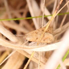 Achyra (genus) at Bruce Ridge - 20 Mar 2024