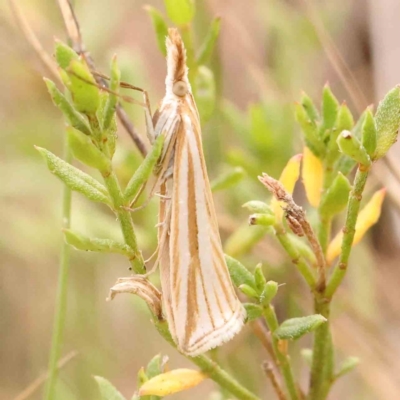 Hednota species near grammellus (Pyralid or snout moth) at O'Connor, ACT - 20 Mar 2024 by ConBoekel