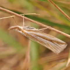 Hednota species near grammellus (Pyralid or snout moth) at O'Connor, ACT - 20 Mar 2024 by ConBoekel