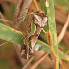 Cosmodes elegans (Green Blotched Moth) at Bruce Ridge - 20 Mar 2024 by ConBoekel