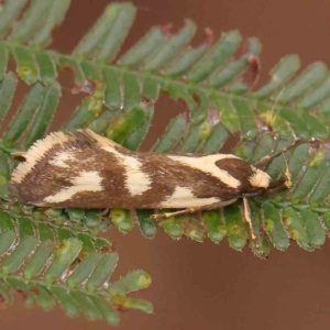 Epithymema incomposita at Bruce Ridge - 20 Mar 2024 12:29 PM