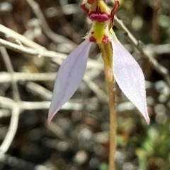 Eriochilus cucullatus (Parson's Bands) at Piney Ridge - 22 Mar 2024 by strigo