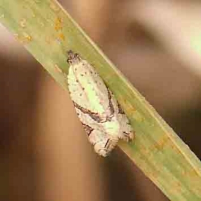 Vacuana vacuana (A Tortricid moth (Tortricinae)) at O'Connor, ACT - 20 Mar 2024 by ConBoekel